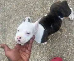 8-Week-Old Pocket Bullies – 1 Male & 1 Female Available