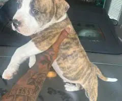 8-Week-Old Pocket Bullies – 1 Male & 1 Female Available