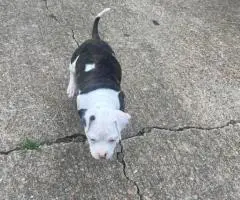 8-Week-Old Pocket Bullies – 1 Male & 1 Female Available