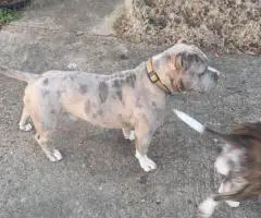 8-Week-Old Pocket Bullies – 1 Male & 1 Female Available