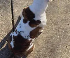 8-Week-Old Pocket Bullies – 1 Male & 1 Female Available
