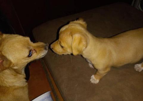 Sweet Female Chihuahua Puppies Looking for Loving Homes