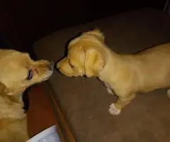 Sweet Female Chihuahua Puppies Looking for Loving Homes