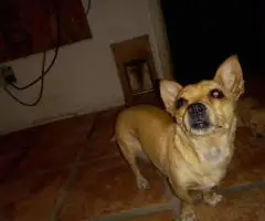 Sweet Female Chihuahua Puppies Looking for Loving Homes