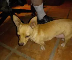 Sweet Female Chihuahua Puppies Looking for Loving Homes