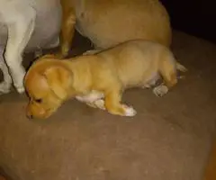 Sweet Female Chihuahua Puppies Looking for Loving Homes