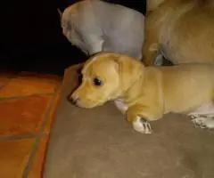 Sweet Female Chihuahua Puppies Looking for Loving Homes