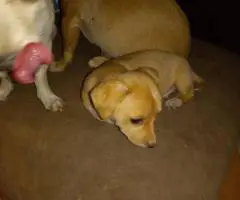 Sweet Female Chihuahua Puppies Looking for Loving Homes