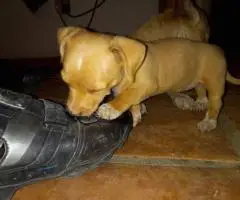 Sweet Female Chihuahua Puppies Looking for Loving Homes