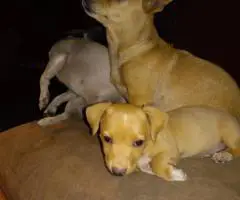Sweet Female Chihuahua Puppies Looking for Loving Homes