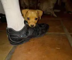 Sweet Female Chihuahua Puppies Looking for Loving Homes