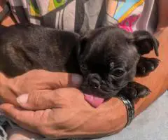 2 Bugg puppies for sale