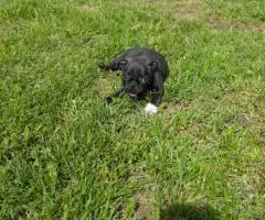 2 Bugg puppies for sale