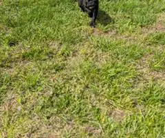 2 Bugg puppies for sale