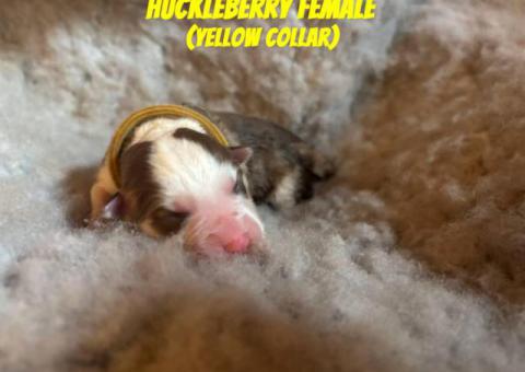 6 Siberian Husky Puppies for Sale
