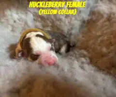6 Siberian Husky Puppies for Sale