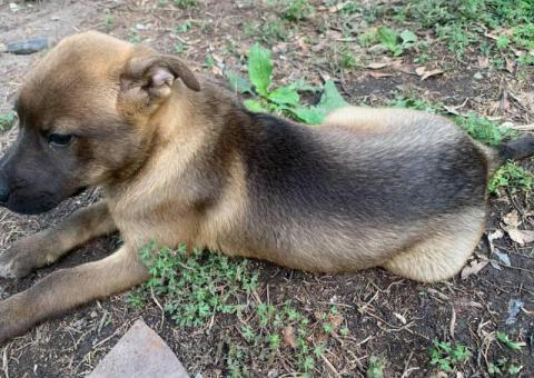 Husky x Pit puppies