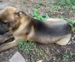 Husky x Pit puppies