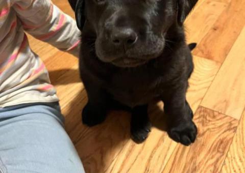 One beautiful black female Lab puppy available