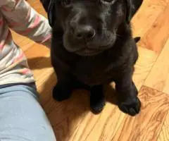 One beautiful black female Lab puppy available