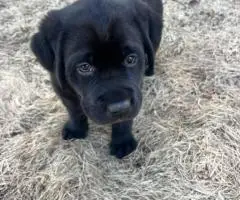 One beautiful black female Lab puppy available