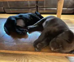 One beautiful black female Lab puppy available