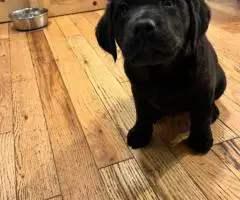 One beautiful black female Lab puppy available