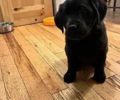 One beautiful black female Lab puppy available