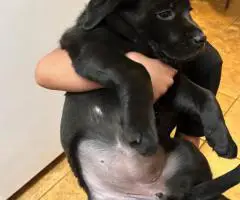 One beautiful black female Lab puppy available