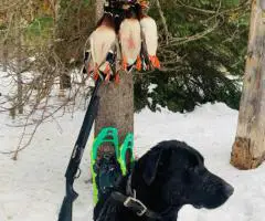 One beautiful black female Lab puppy available