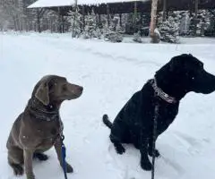 One beautiful black female Lab puppy available