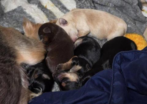 4 Snorkie puppies looking for new homes