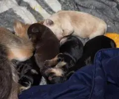 4 Snorkie puppies looking for new homes
