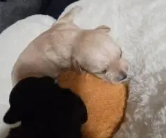 4 Snorkie puppies looking for new homes