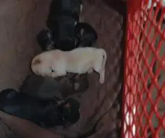 4 Snorkie puppies looking for new homes