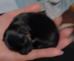 4 Snorkie puppies looking for new homes
