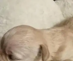4 Snorkie puppies looking for new homes