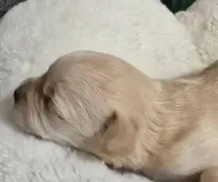 4 Snorkie puppies looking for new homes