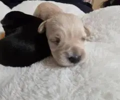 4 Snorkie puppies looking for new homes