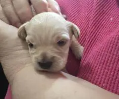 4 Snorkie puppies looking for new homes