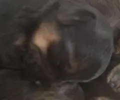 4 Snorkie puppies looking for new homes