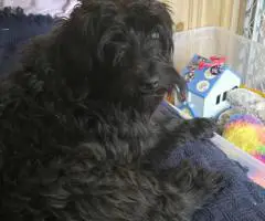 4 Snorkie puppies looking for new homes