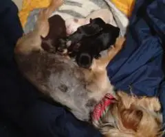 4 Snorkie puppies looking for new homes