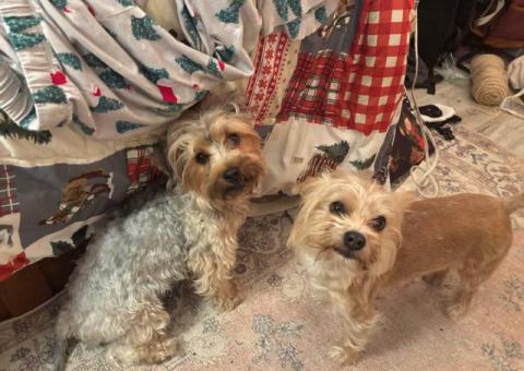 Yorkie puppies available – ready early June