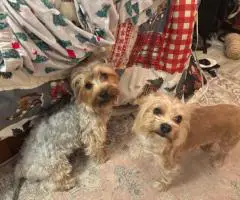 Yorkie puppies available – ready early June