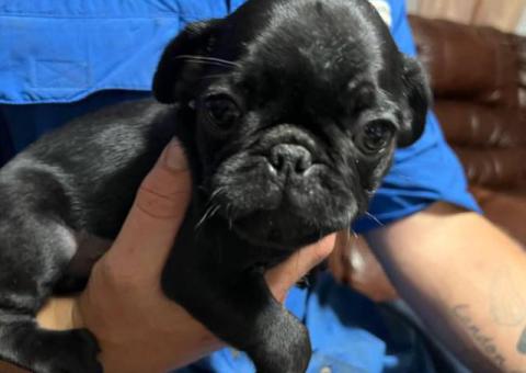10 weeks old pug puppies for sale