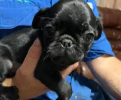 10 weeks old pug puppies for sale