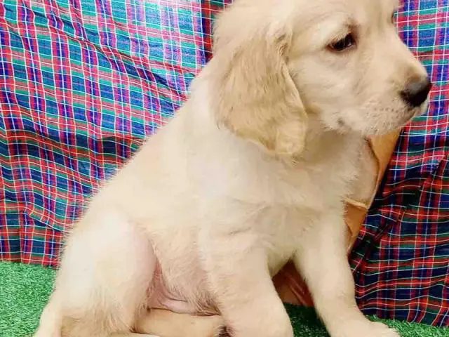 Adorable Golden Retriever Puppies For Adoption Females And Male