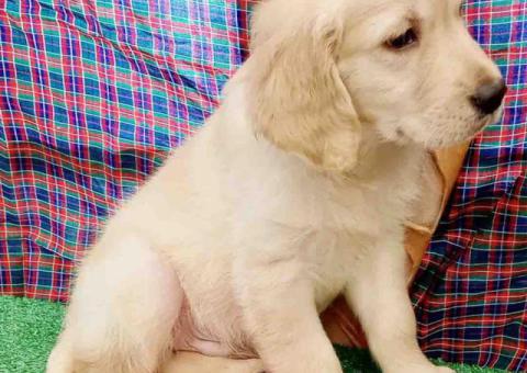 Adorable Golden Retriever Puppies For Adoption Females And Male