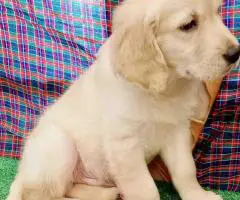 Adorable Golden Retriever Puppies For Adoption Females And Male